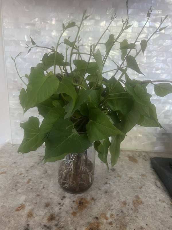 Sweet potato slips rooting in water