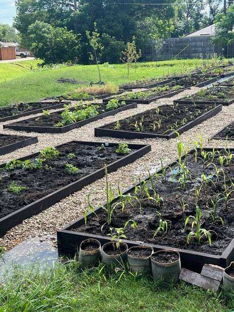 Raised garden beds with growing plants