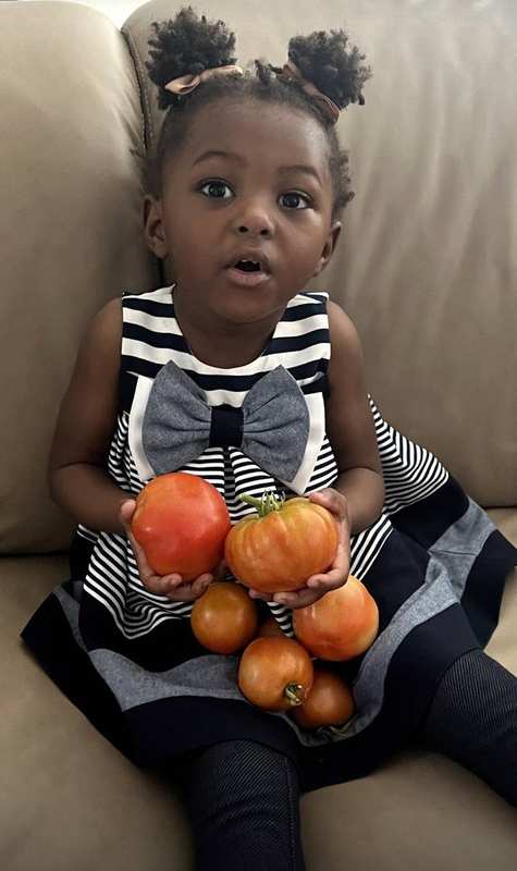 Little one holding garden-fresh tomatoes