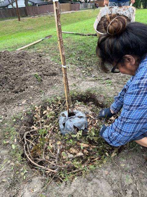 Planting a new tree
