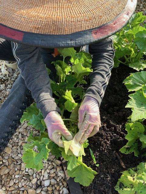 Harvesting fresh greens