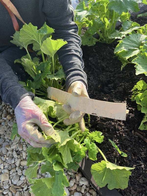 Harvesting with a garden knife