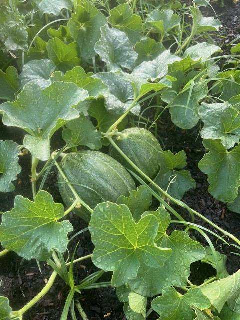 Melons growing on the vine