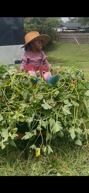 Bowl of garden-fresh tomatoes