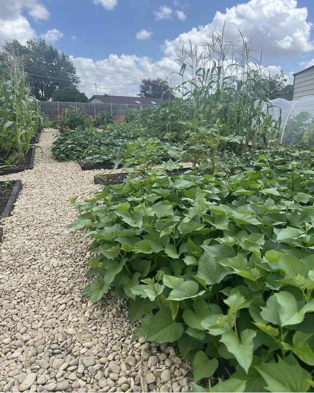 Corn stalks growing tall