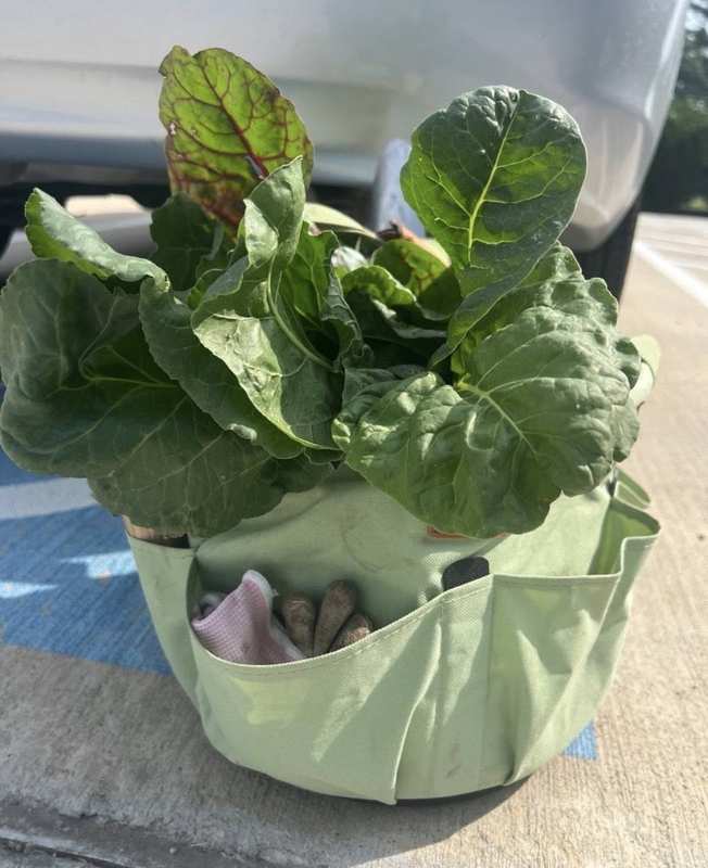 Two gardeners holding sweet potato harvest