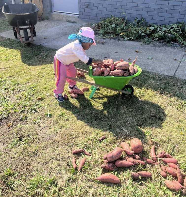 Child loading sweet potatoes in green wheelbarrow