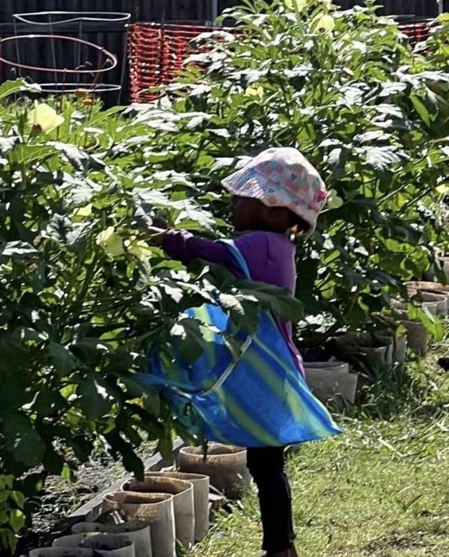Child exploring the okra plants