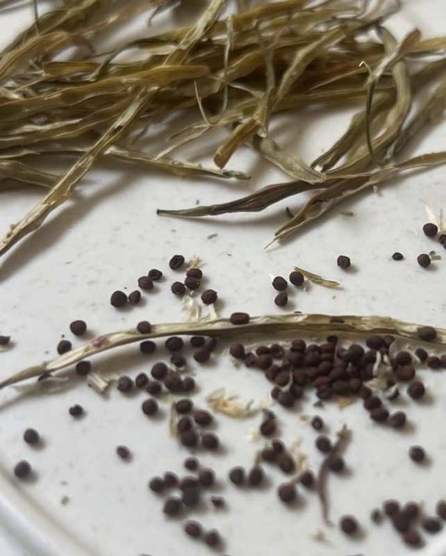 Dried seed pods ready for saving