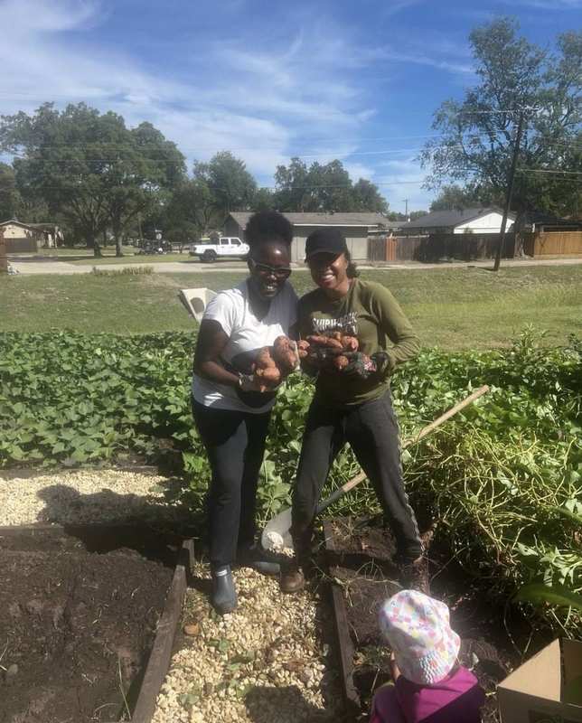 Sweet potato harvest day celebration