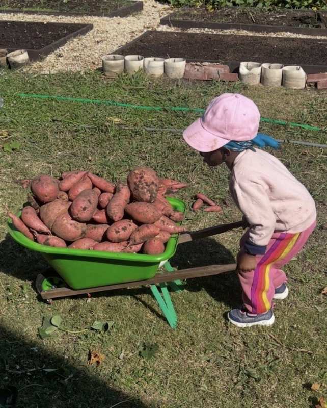 Little gardener with wheelbarrow full of sweet potatoes