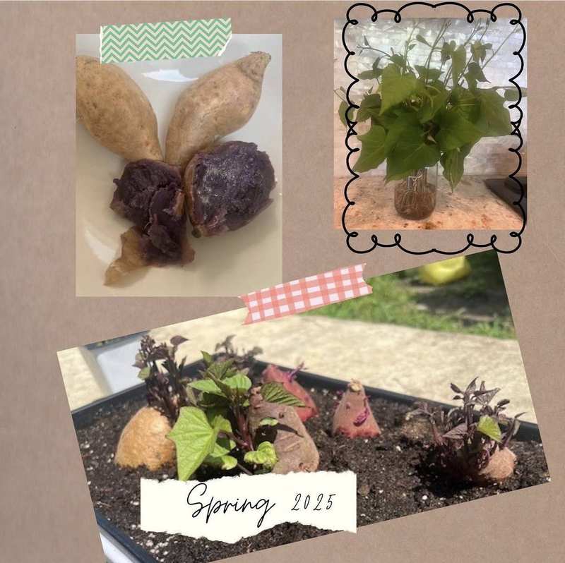 Sweet potato slips — Spring 2025 planting